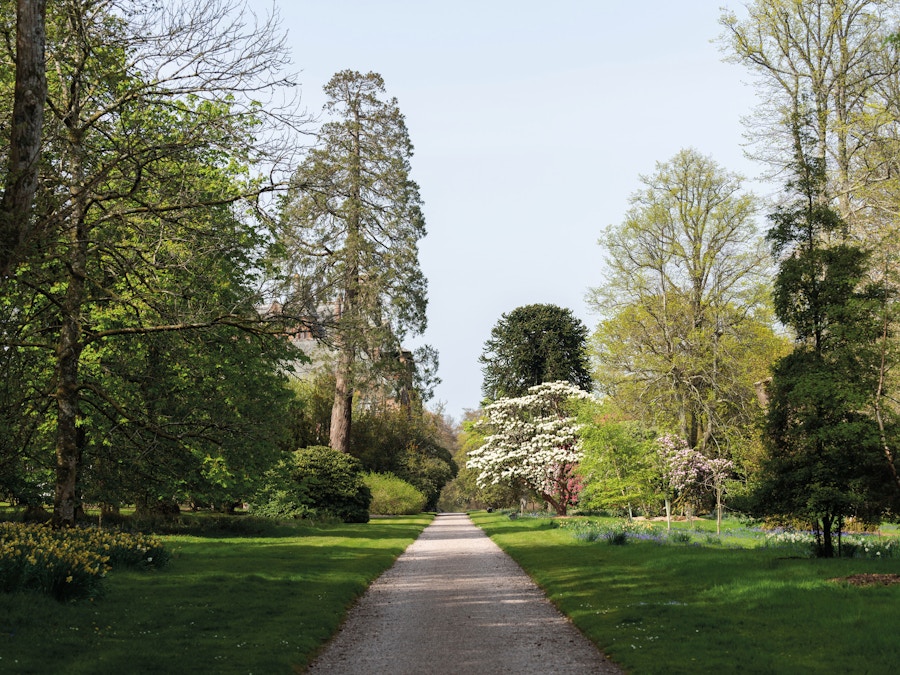 A garden path with trees on either side.