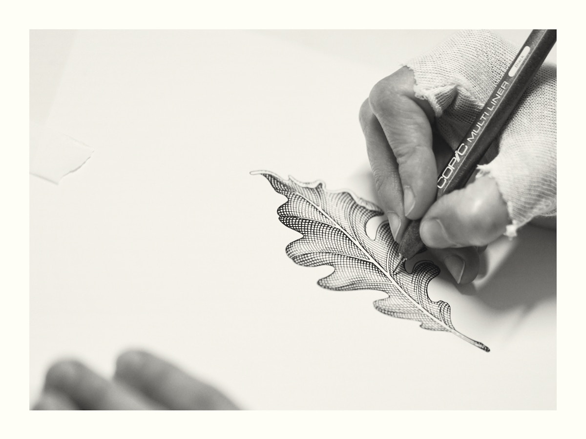 Hand illustrating an oak leaf.